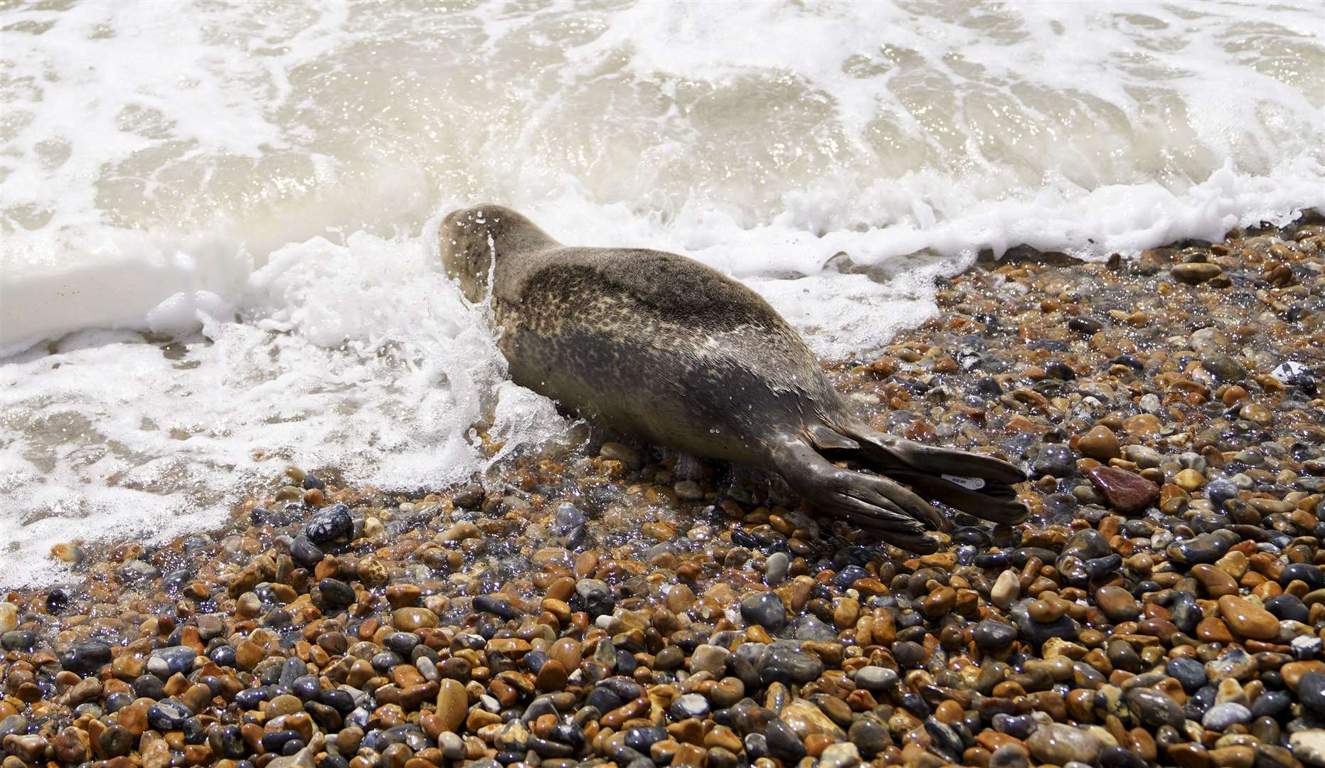 Hubble heads back into the sea at Pett Level beach (Steve Parsons/PA)