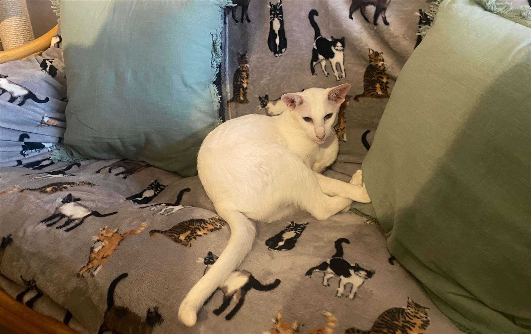 Blue-eyed white cat Oolong is completely deaf but seemed very settled in the cafe