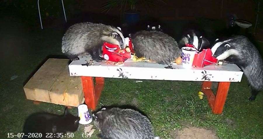 Badgers digging into their ‘McDonald’s’ meal at Marcel’s backyard bistro