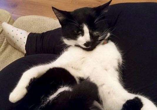 Marshall the cat was found in Rochester, 250 miles from his home in Bolton. Picture: SWNS