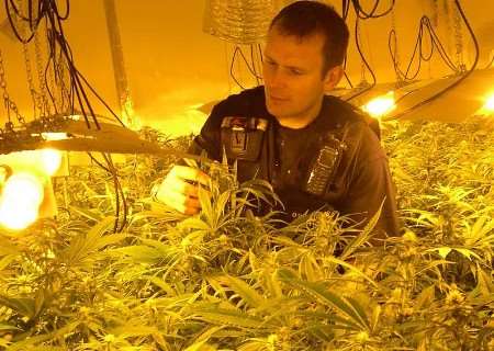 Police Sgt Alan Willett searches a room full of cannabis plants