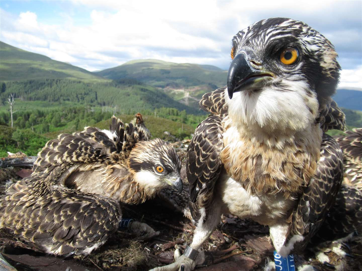 The chicks are expected to take their first flights by the end of the month (Lewis Pate/WTML/PA)