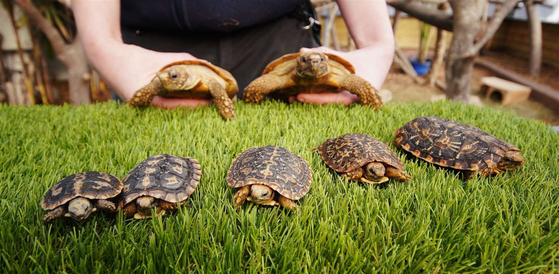 A pancake tortoise called Syrup (far right) who celebrates his first birthday today, Shrove Tuesday (Ian Turner/Longleat)