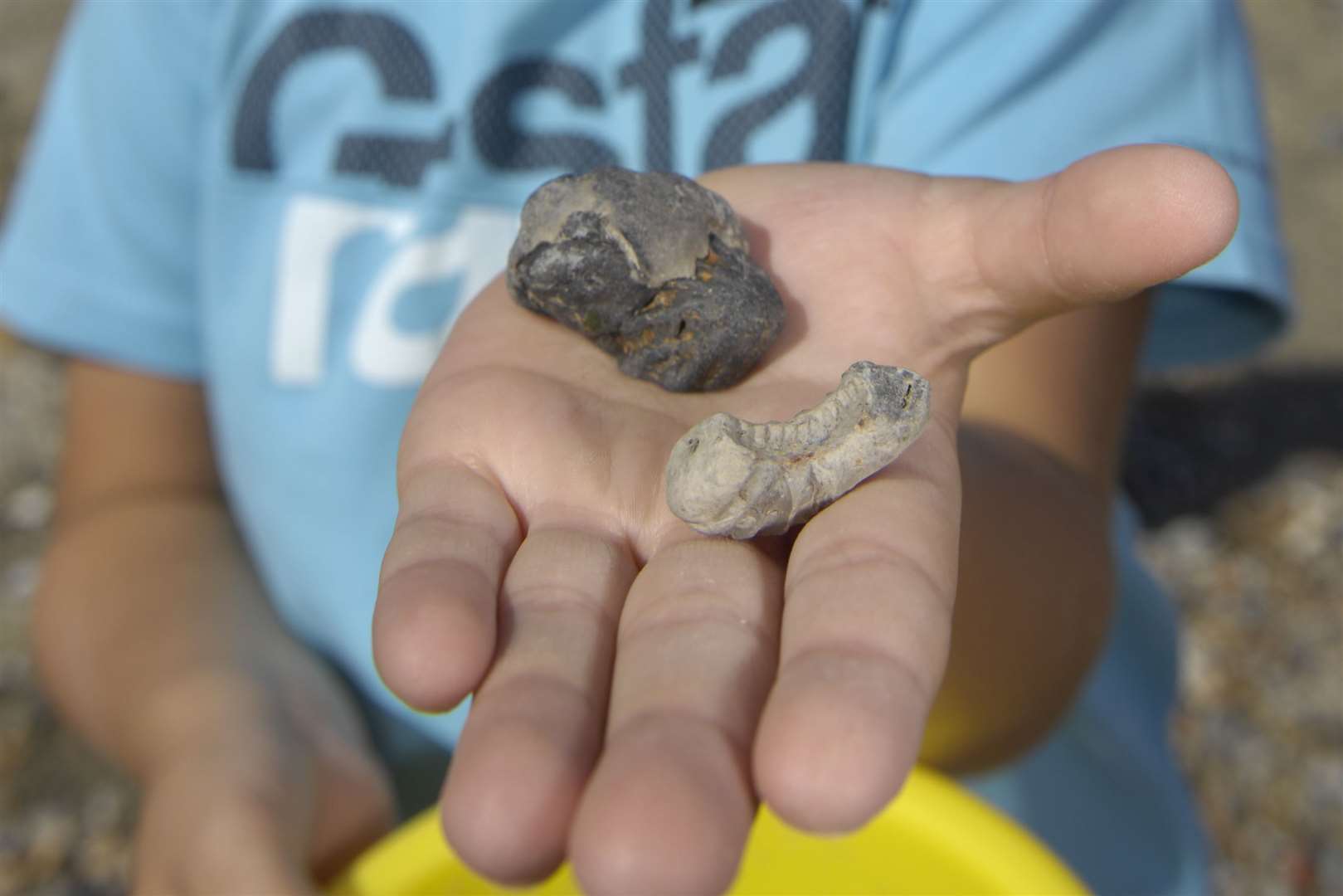 Fossils found at Warren Country Park in Folkestone. Picture : Gary Browne