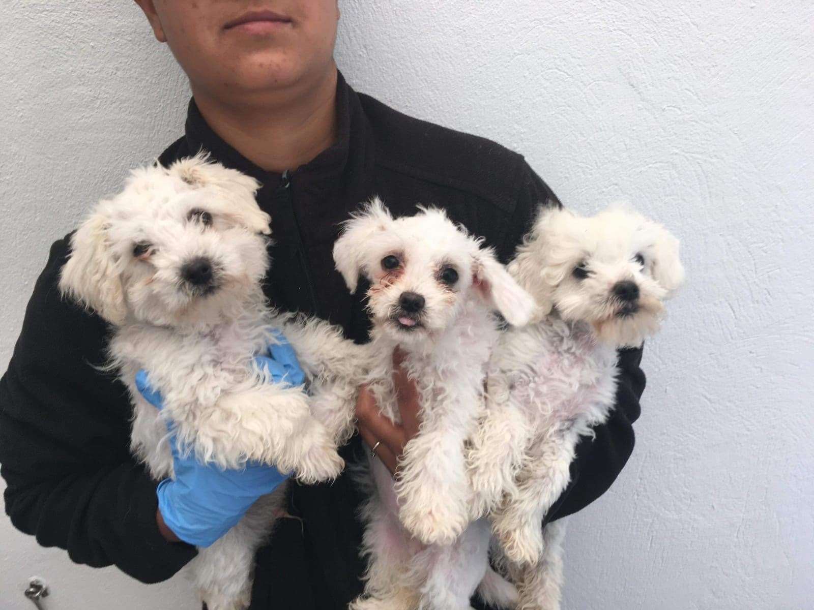 Three Maltese puppies smuggled from Romania (Dogs Trust/PA)