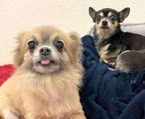 Lucy and Darcy the chihuahuas. Picture: Last Chance Animal Rescue