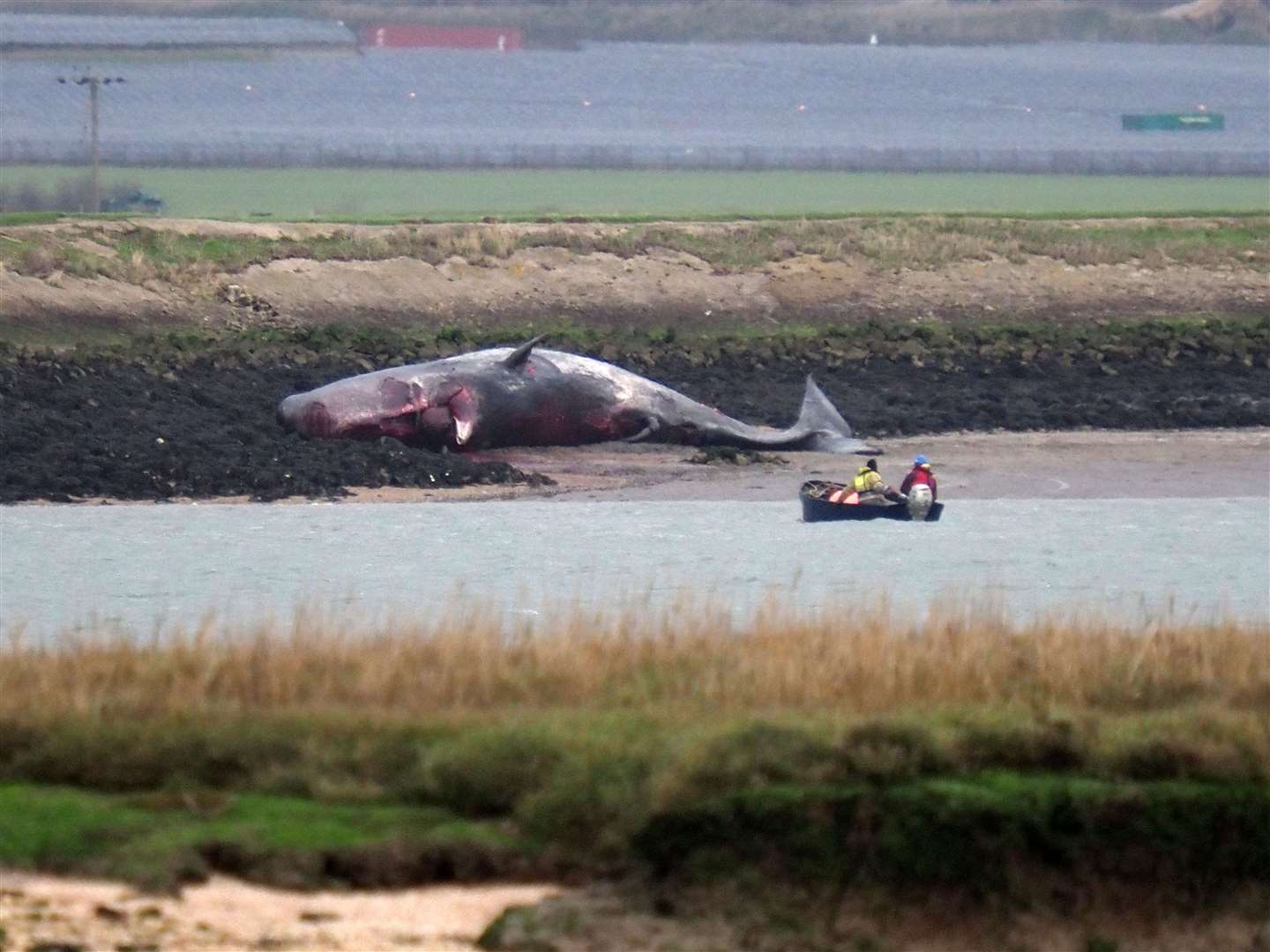 The whale carcass was found beached on a bank off the Sheppey shoreline, near Fowley Island in The Swale, and towed to Peel Ports where it will undergo examination. Picture: James Bell