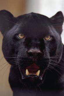 A black panther