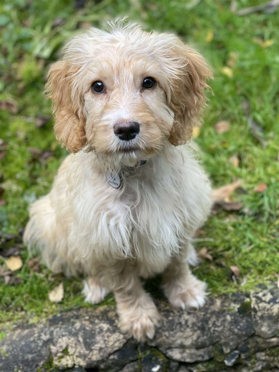 Ten-week-old mongrel Pickle was found abandoned in bins near Sidcup