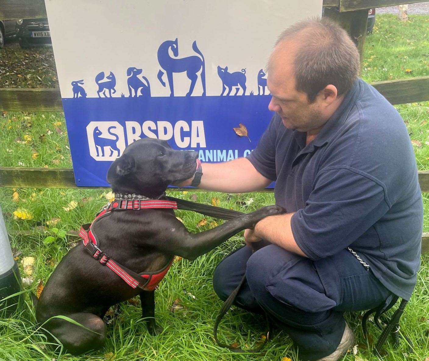 Two-year-old crossbreed Raza has been described as having a "bubbly" personality. Picture: RSPCA