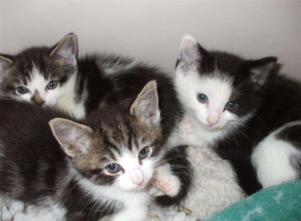 Cute kittens need new home after being dumped in box near Singleton ...