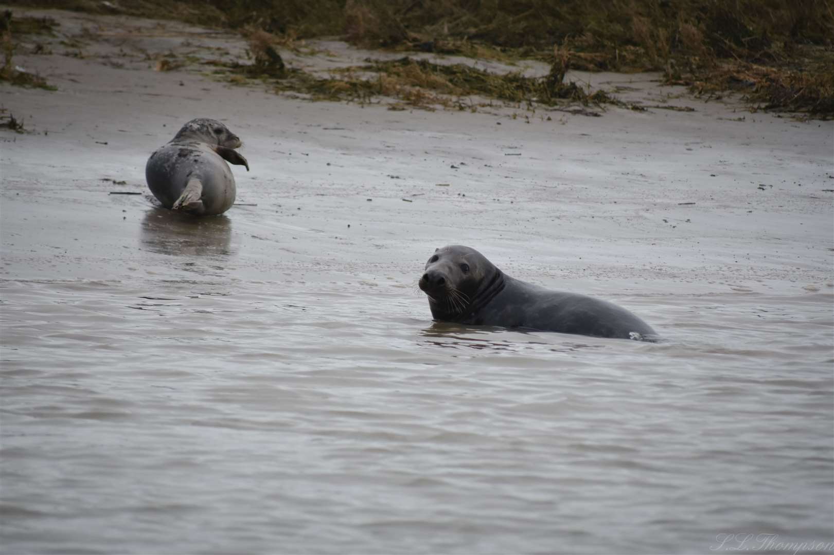 A grey seal and a common seal. Picture: Sherece Thompson