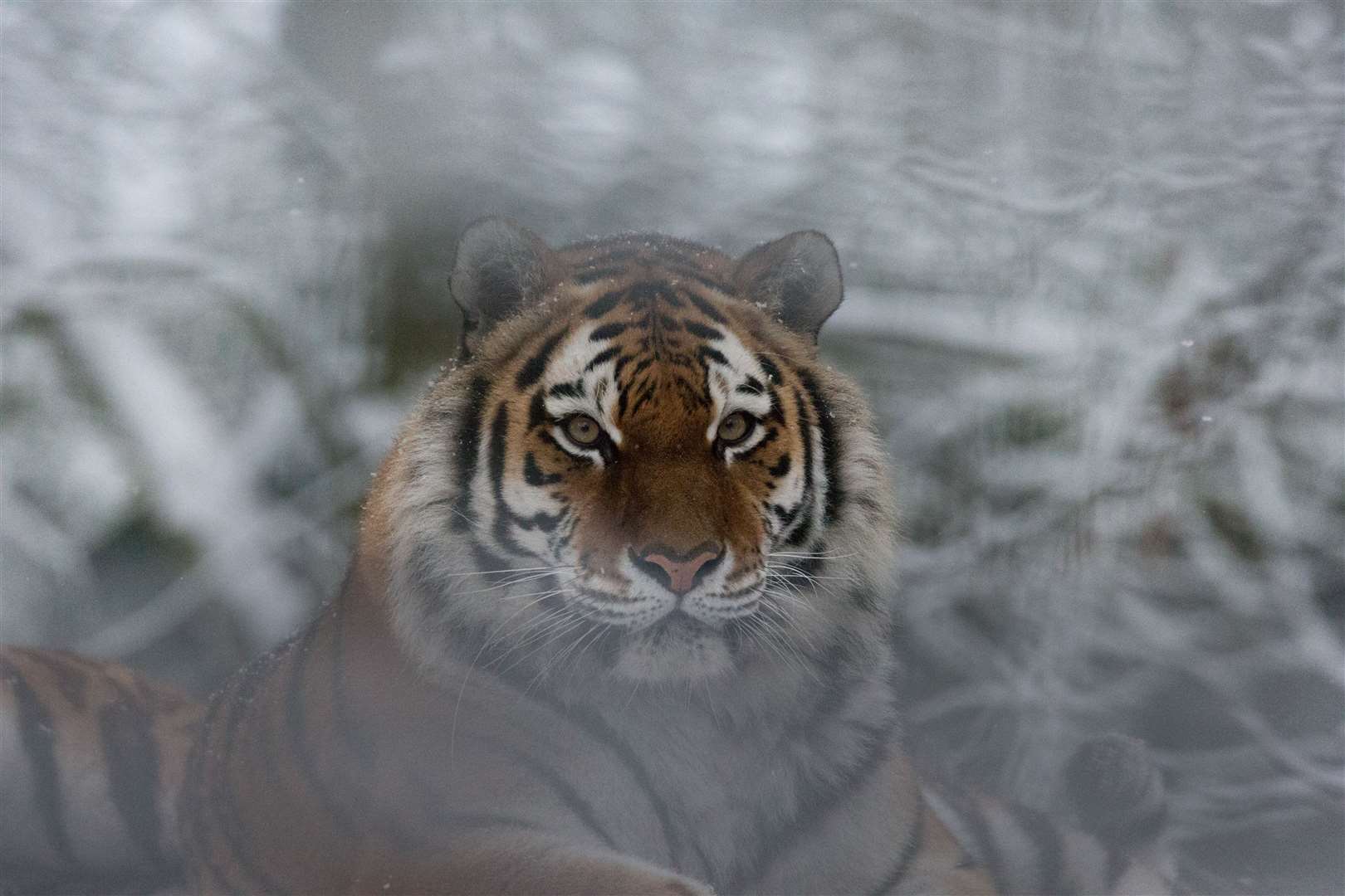 Tiger at Port Lympne. Pictures: David Rolfee/Port Lympne