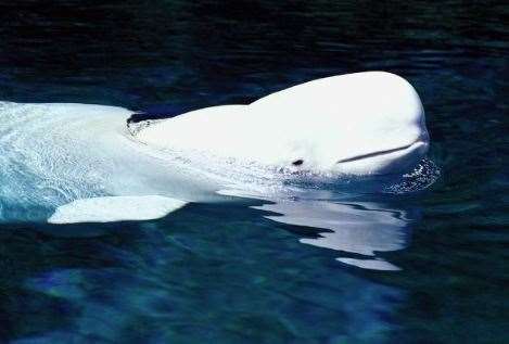 A beluga whale - like that seen off the coast of Gravesend - would technically have been the Queen's