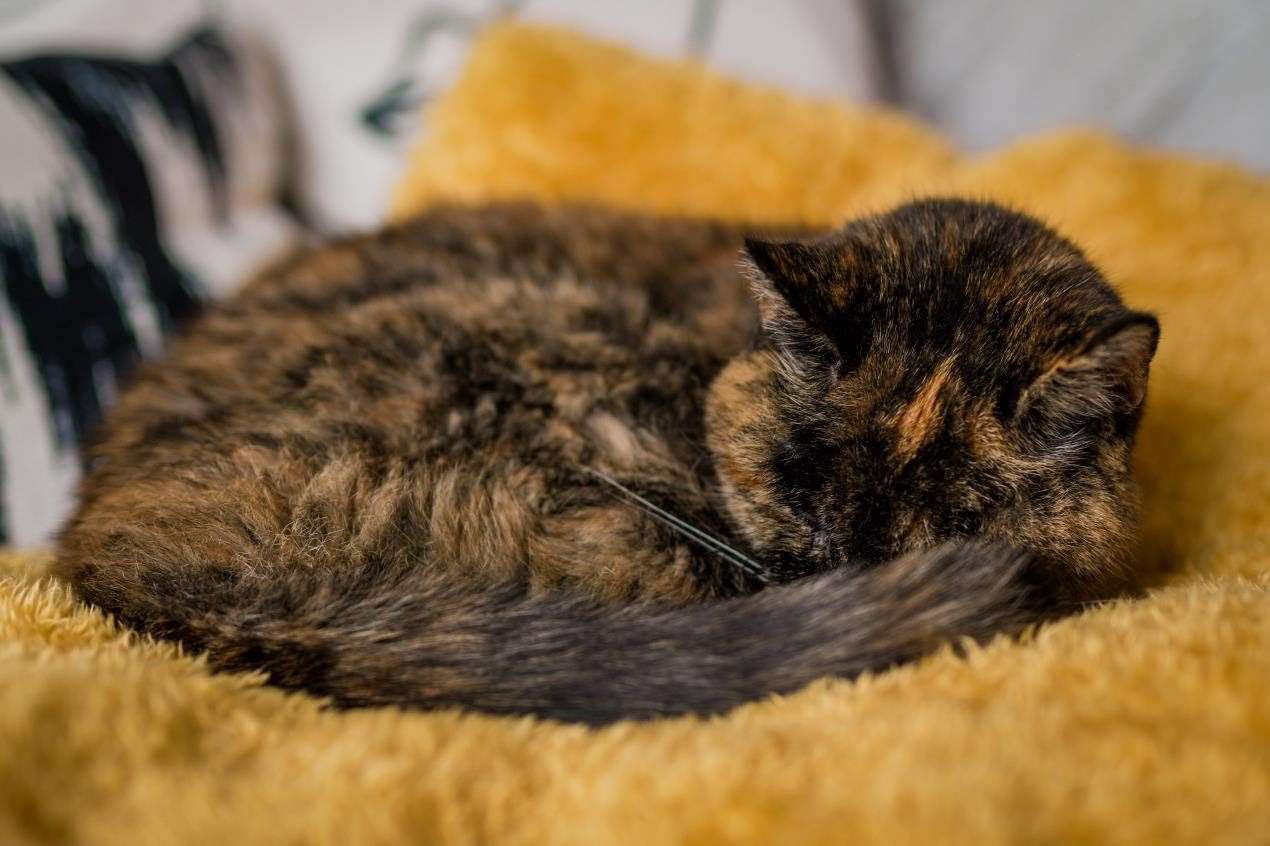 World's oldest cat Flossie, 26, taking a nap. Picture: Cats Protection