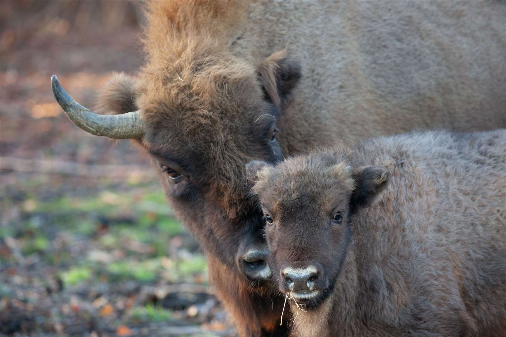 Donovan Wright caught the bison calf on camera. Picture: Donovan Wright