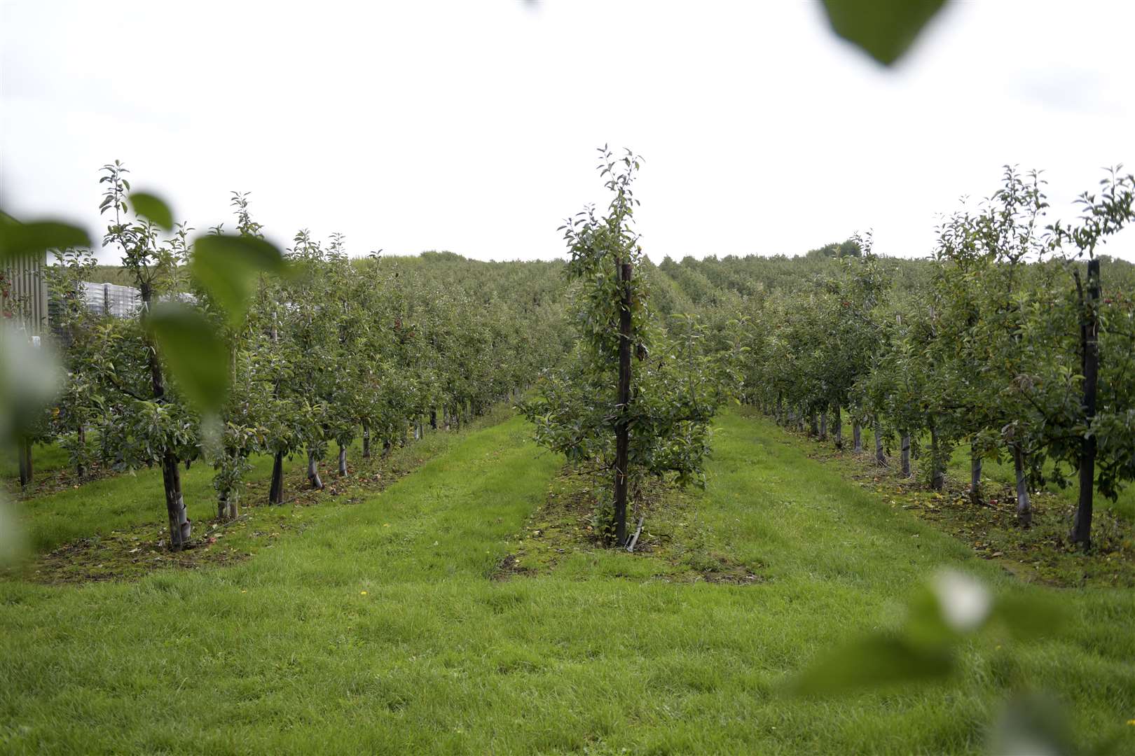 The tunnels will protect crop in Nackington