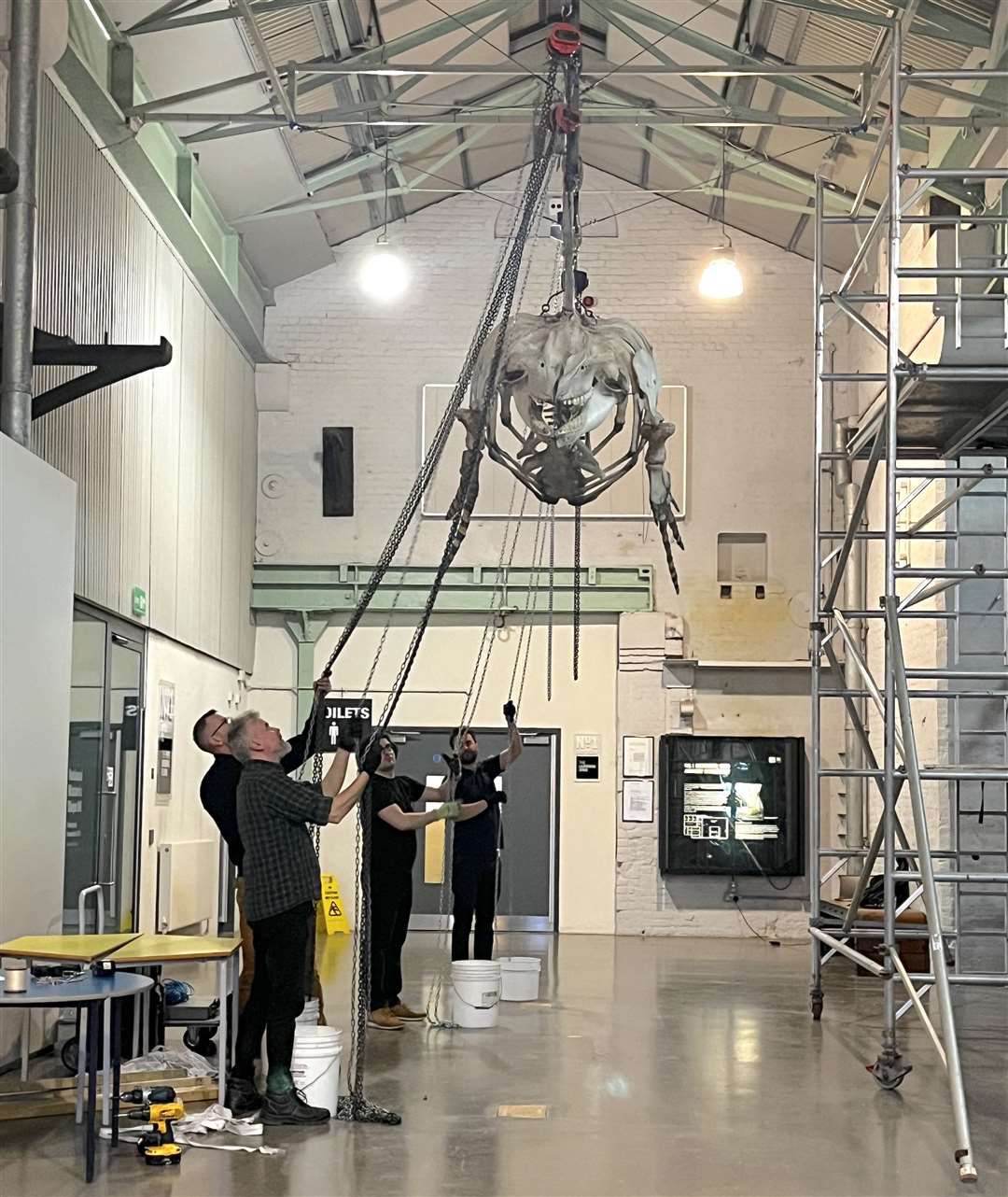 A team lifted the orca skeleton up into the air. Picture: The Historic Dockyard Chatham