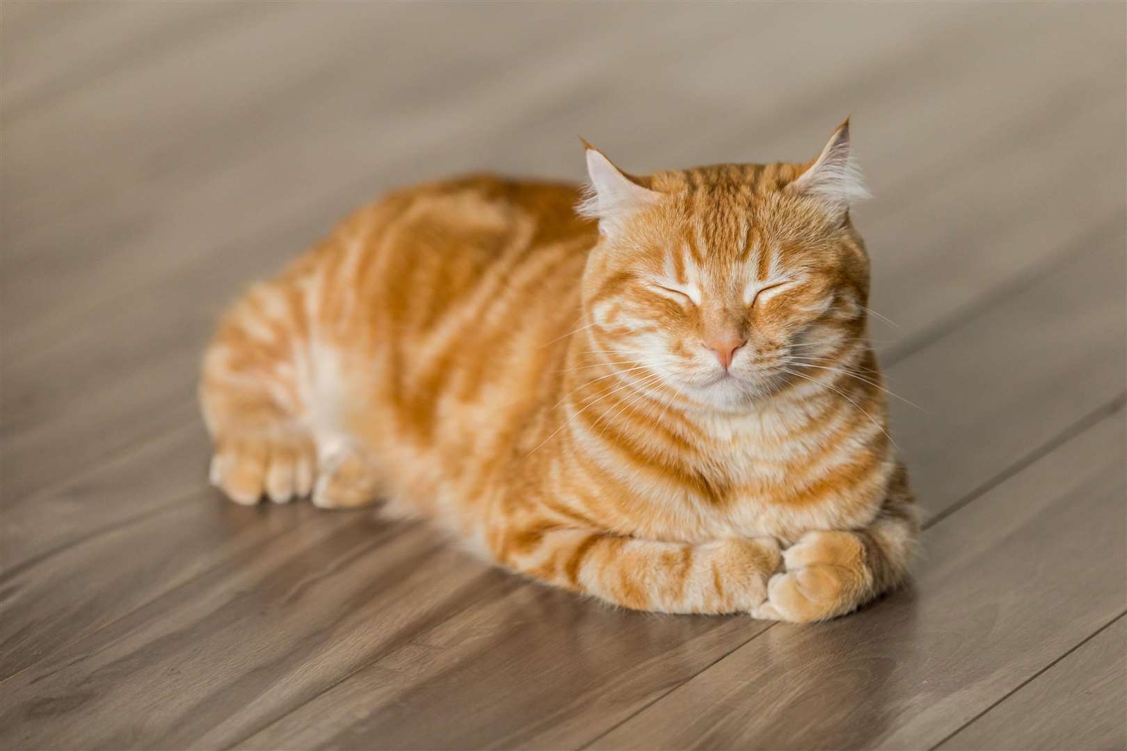 Even if domesticated cats don’t need to catch their food to survive, they cannot resist the natural urge to kill and retrieve. Picture: Micheal Sum, unsplash