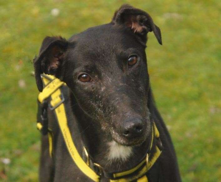 Walker is a lurcher. Pic: Dogs Trust