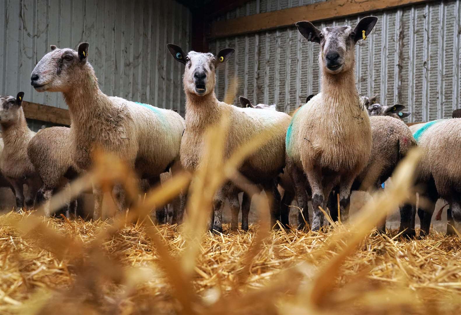 Sheep at High Crossgill Farm in Alston Moor (Owen Humphreys/PA)