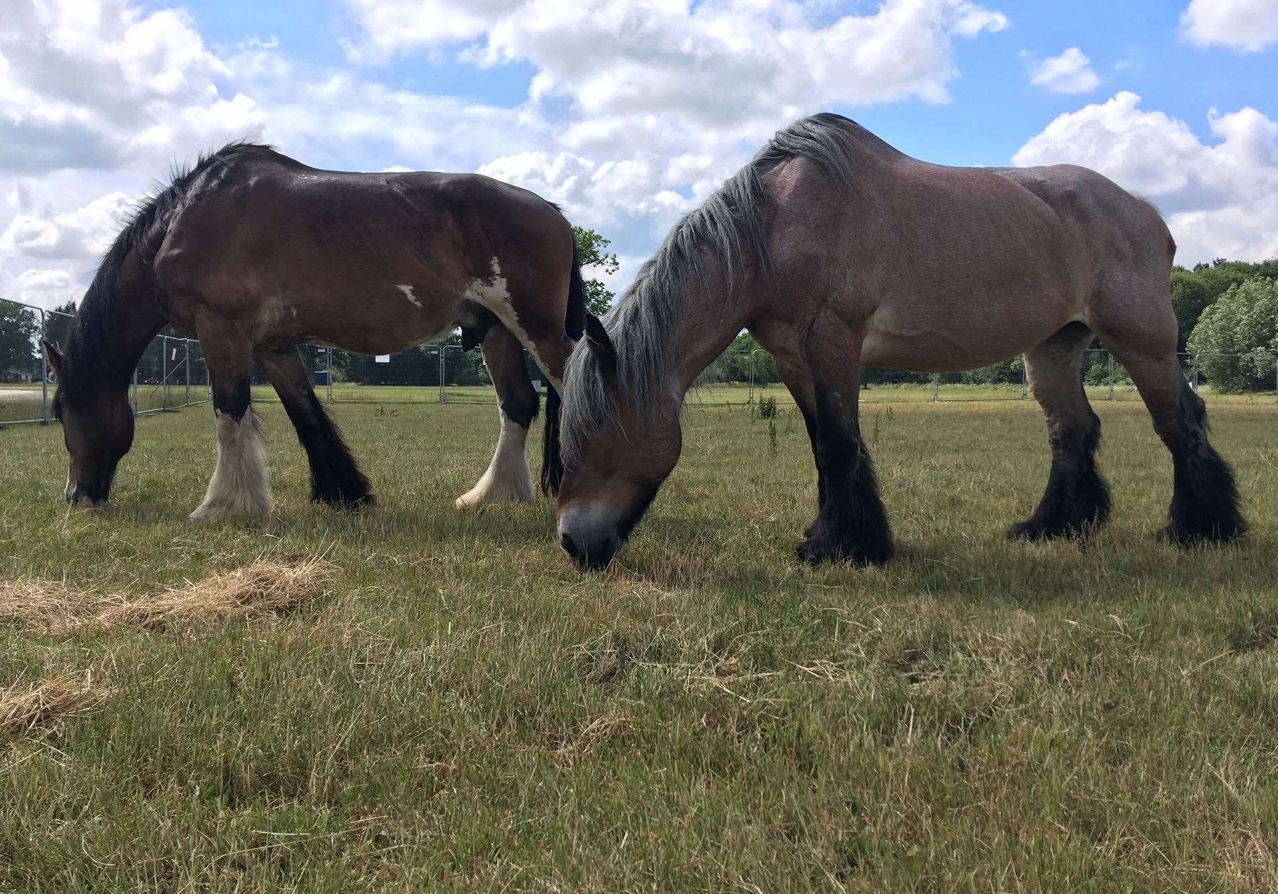 The horses at the Hop Farm, taken in June. Picture: The Hop Farm