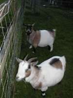 Emily the goat, nearest the camera. Picture: Kent Police