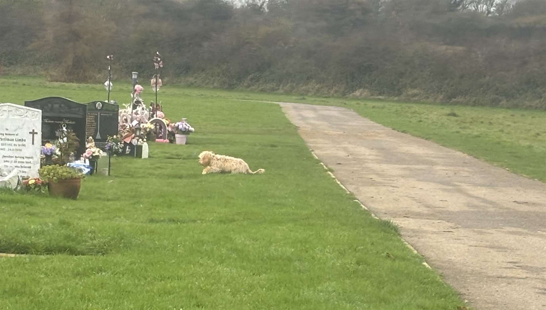 One dog was seen just metres away from Alisha Marie Ponter's "forever bed" in Hawkinge Cemetery, Folkestone