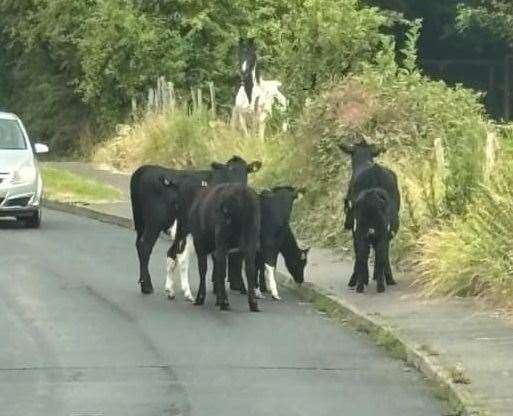 Cows along School Lane in Bean