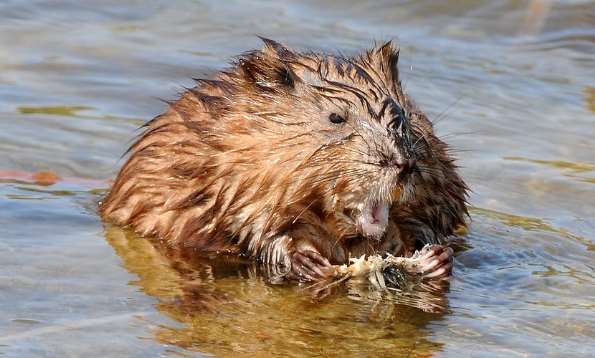 Muskrat - Courtesy Flickr