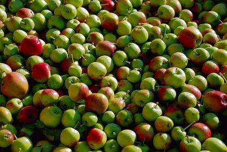 Apples at Brogdale, Faversham