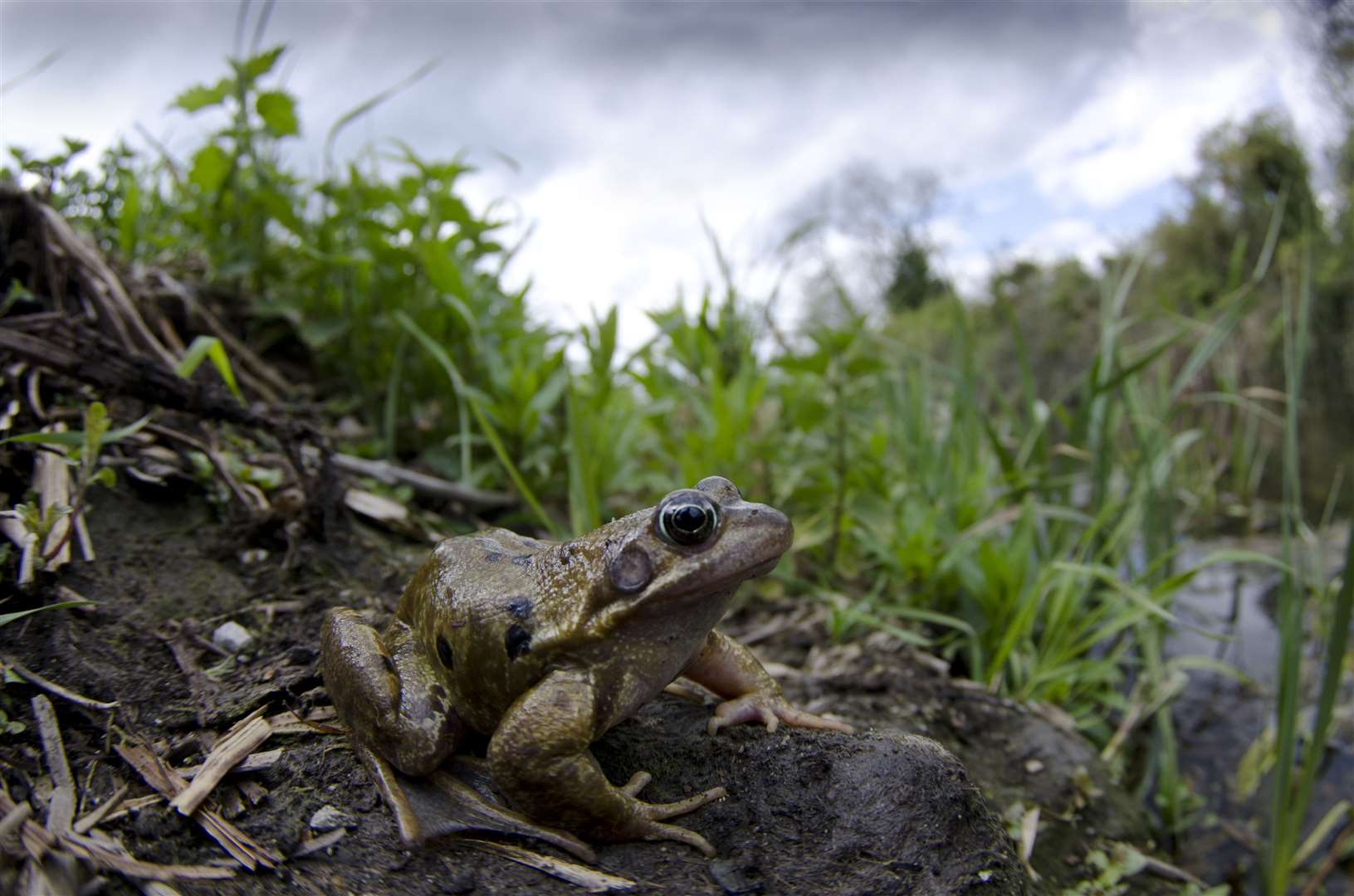 The more relaxed mowing regime looks set to help a range of species (Canal and River Trust/PA)