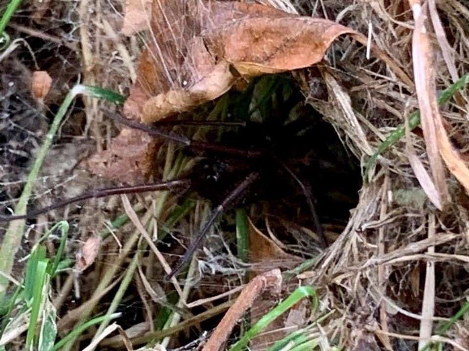 The possible green-fanged tube web spider in Jilly Alexander's garden in Maidstone. Picture: Jilly Alexander