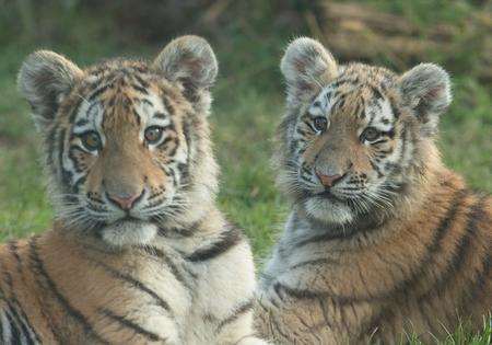 Kazimir and Arina at Howletts