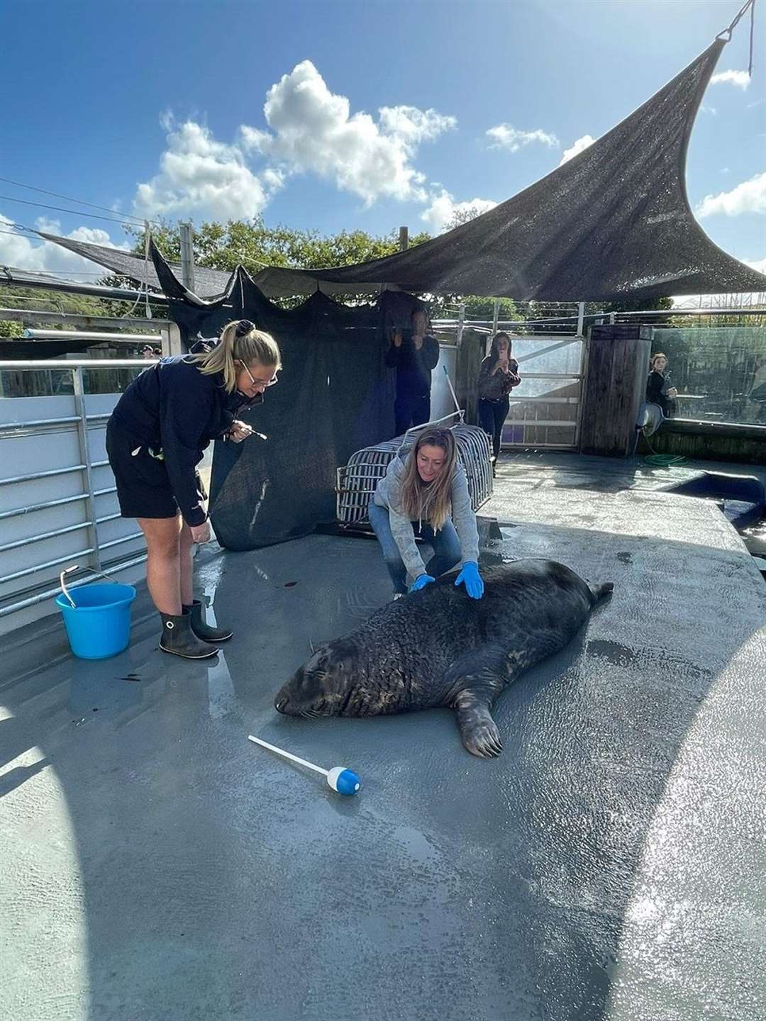 Allie Dart with a seal at the sanctuary (Allie Dart/Cornish Seal Sanctuary/PA)