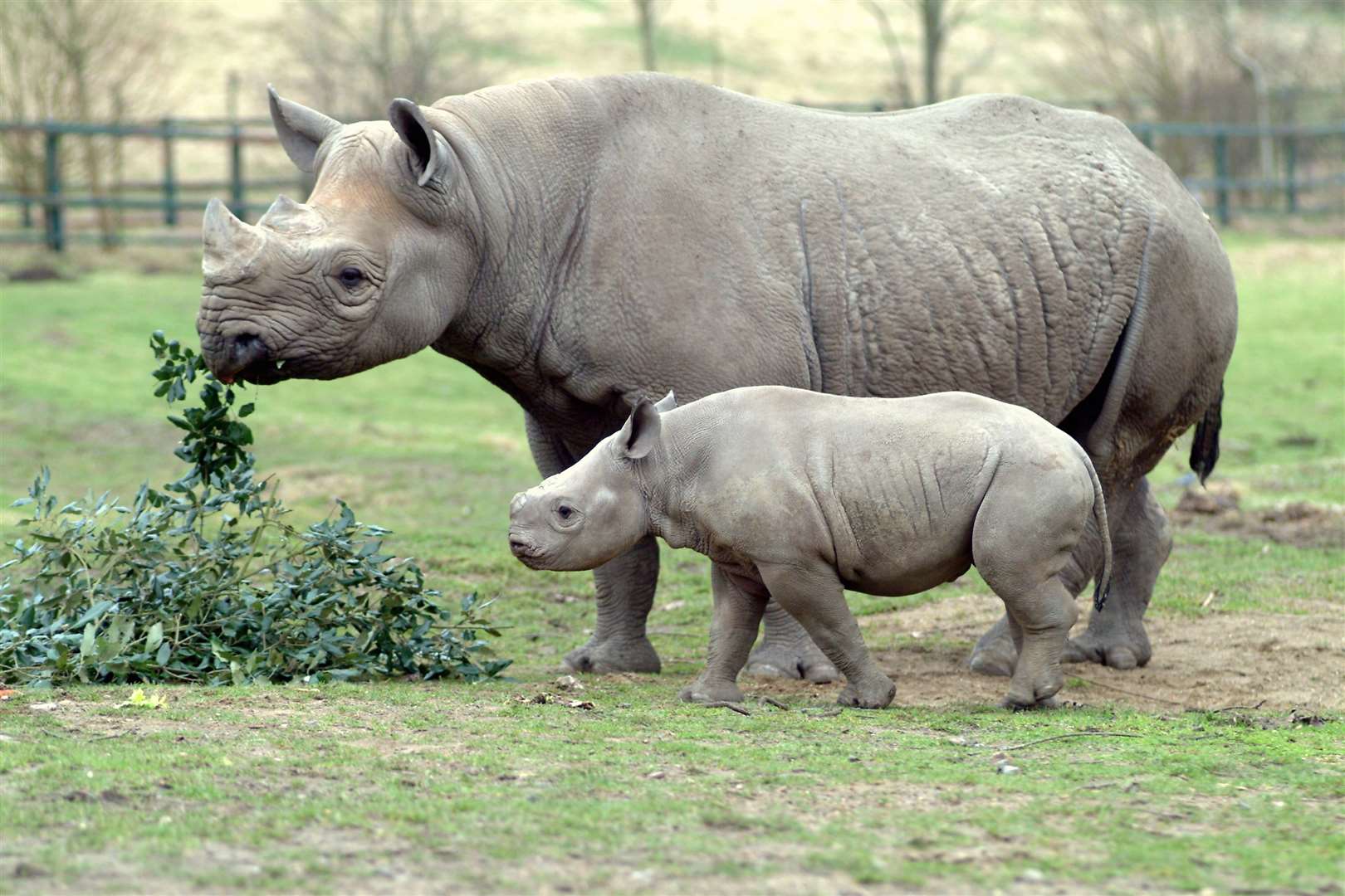 Two black rhinos at Port Lympne