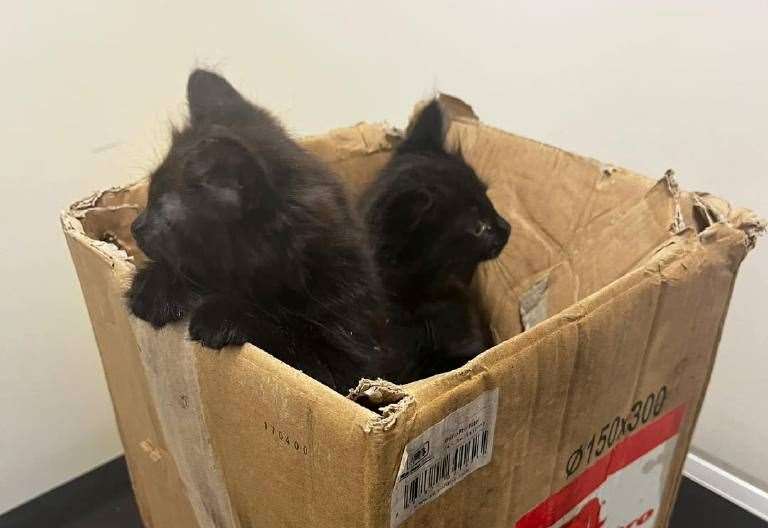 Five kittens found dumped in box outside community centre