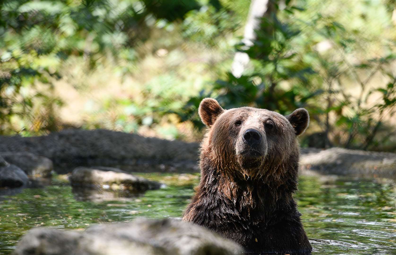 Bears at Wildwood