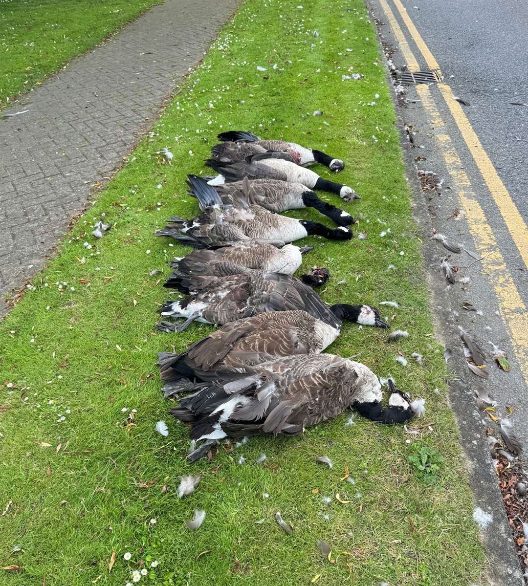 Man arrested after eight geese allegedly mowed down by car and died in Anchor Boulevard Dartford