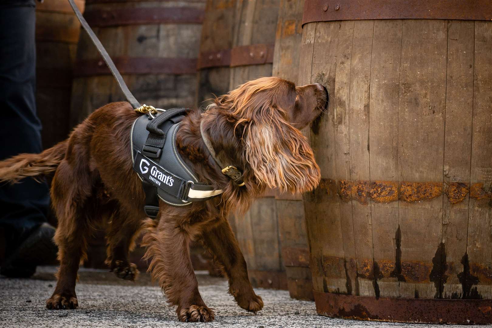 Rocco will sniff out any issues with the wood being used to make barrels (Grant’s Whisky/PA)