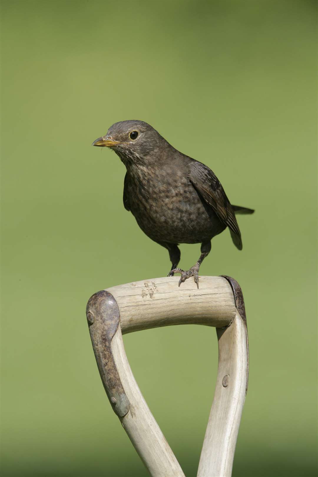 Blackbirds are in the top five most-seen birds in initial results from the Big Garden Birdwatch (Nigel Blake/RSPB/PA)