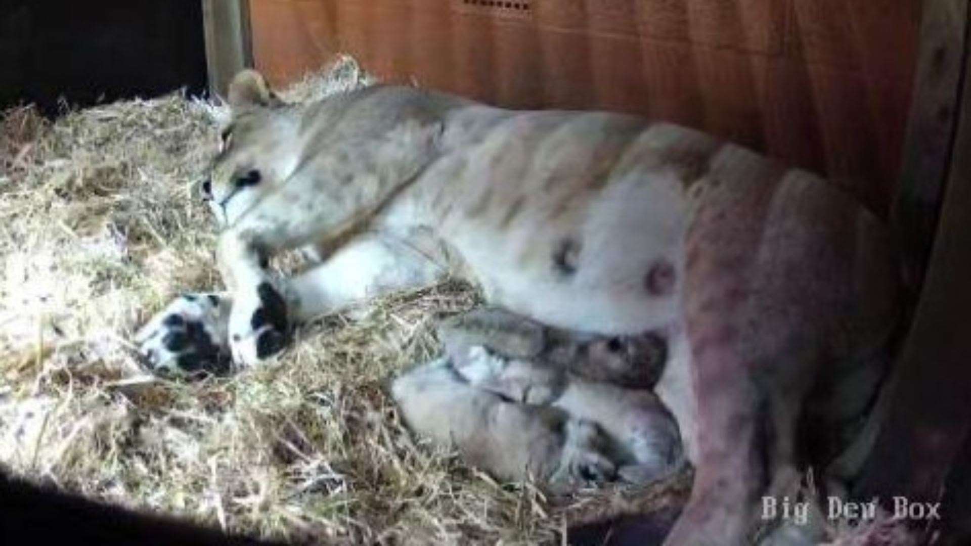 The litter of three arrived on 25 November 2024 (Whipsnade Zoo/PA)