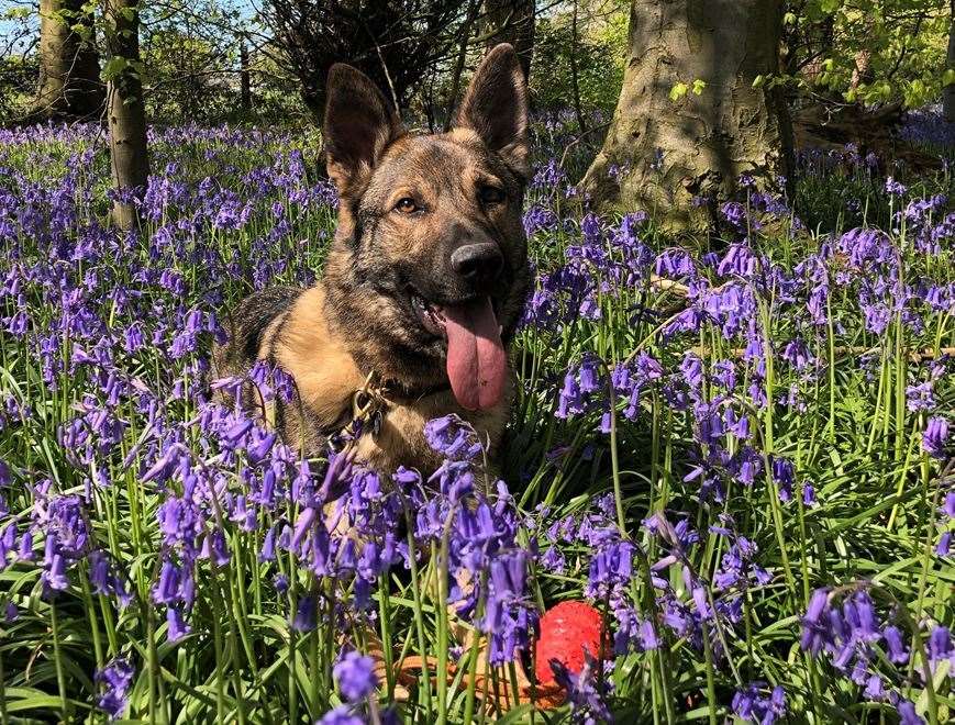 Police dog Biggy relaxing. Image from Kent Police