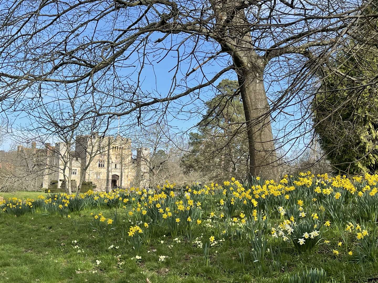 Former owner William Waldorf Astor enthused his gardeners to plant daffodils in 1904. Picture: Vikki Rimmer