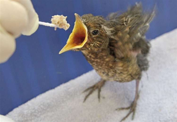 The early arrival of baby birds puts them more at risk of food shortages as winter isn't over