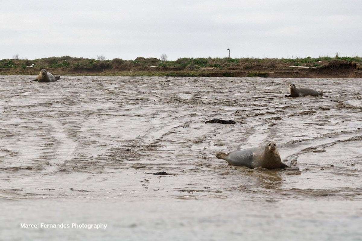 Seals at Damhead Creek, Kingsnorth. Picture: Marcel Fernandes