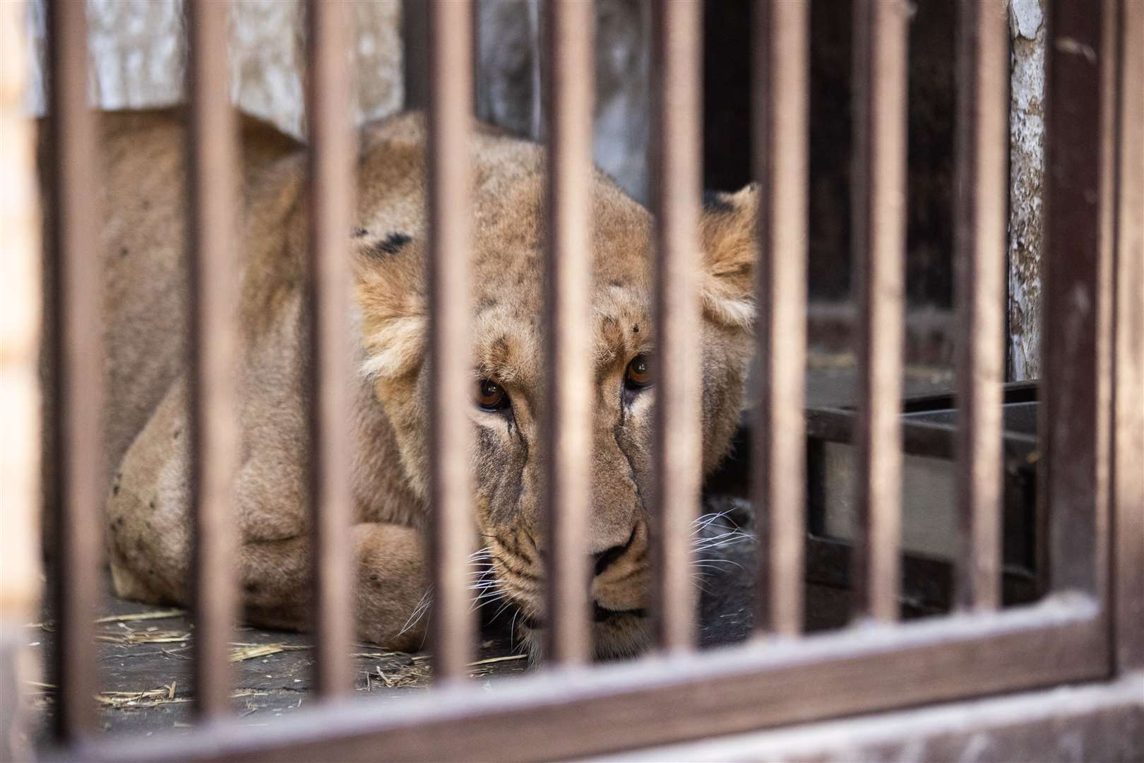 African lioness, Yuna, will be taken from her enclosure in war-torn Ukraine to the Big Cat Sanctuary in Kent (The Big Cat Sanctuary)