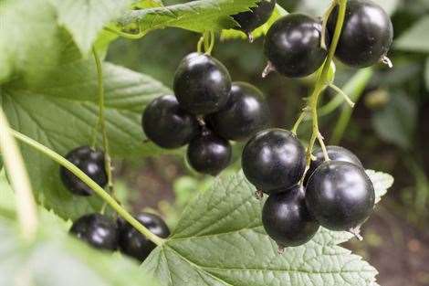 Ribena blackcurrants are harvested in Kent