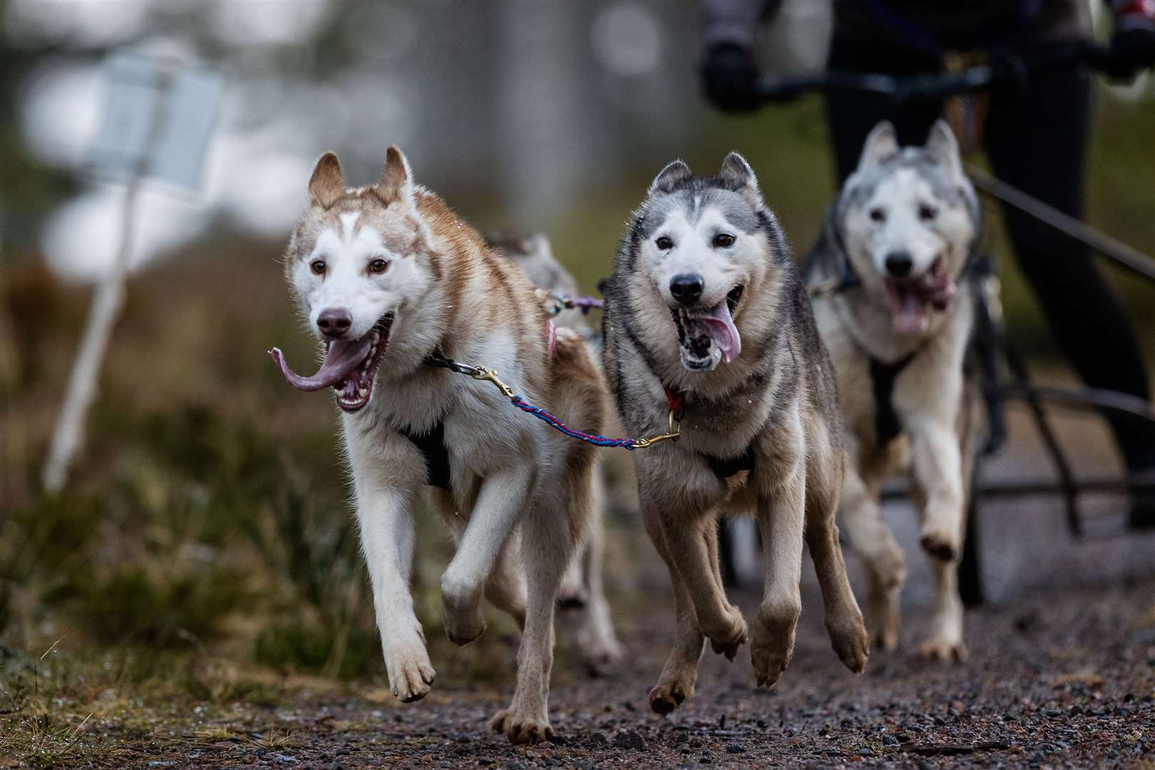 Competitors take part in The Siberian Husky Club of Great Britain’s 39th Aviemore Sled Dog Rally on forest trails around Loch Morlich, in the shadow of the Cairngorm mountains (Paul Campbell/PA)