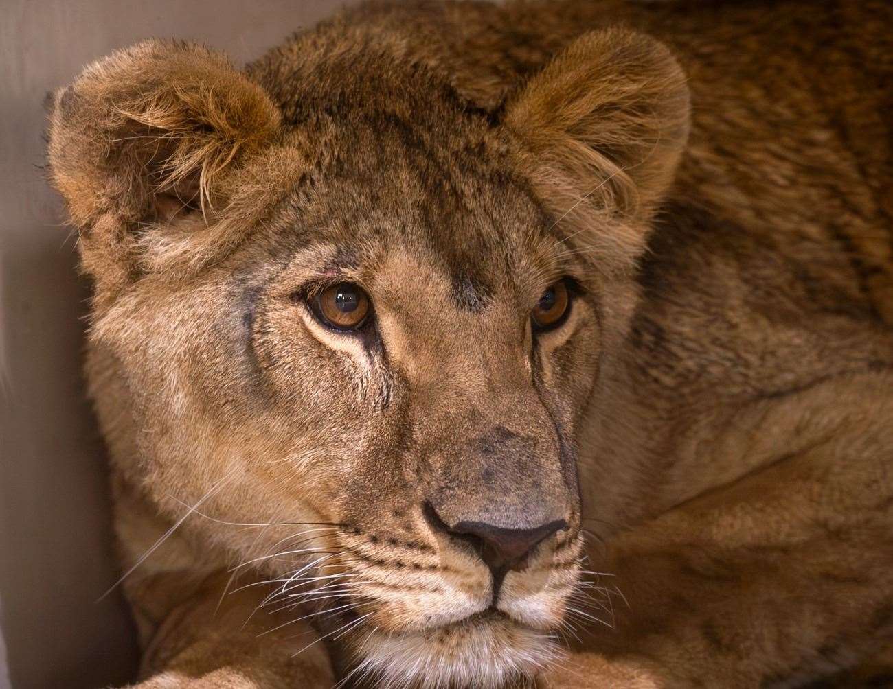 Vanda will be a new arrival at the animal park. Picture: The Big Cat Sanctuary